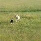 yago ( bull dog frances) y su hermana Lola( labrador)